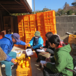地（知）の拠点整備事業 大崎上島におけるみかん園作業実習活動を行いました。